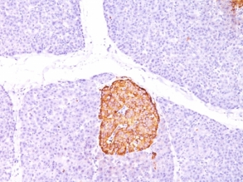 IHC: Formalin-paraffin human pancreas stained with Chromogranin A antibody (CHGA/798)