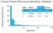 Analysis of HuProt(TM) microarray containing more than 19,000 full-length human proteins using Chromogranin A antibody (clone CHGA/798). These results demonstrate the foremost specificity of the CHGA/798 mAb. Z- and S- score: The Z-score represents the strength of a signal that an antibody (in combination with a fluorescently-tagged anti-IgG secondary Ab) produces when binding to a particular protein on the HuProt(TM) array. Z-scores are described in units of standard deviations (SD's) above the mean value of all signals generated on that array. If the targets on the HuProt(TM) are arranged in descending order of the Z-score, the S-score is the difference (also in units of SD's) between the Z-scores. The S-score therefore represents the relative target specificity of an Ab to its intended target.