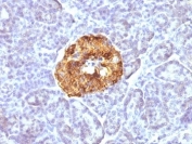 IHC: Formalin-fixed, paraffin-embedded human pancreas stained with Chromogranin A antibody (CGA/413)