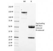 SDS-PAGE analysis of purified, BSA-free TOP1MT antibody (clone TOP1MT/488) as confirmation of integrity and purity.