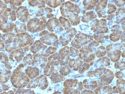 IHC: Formalin-fixed, paraffin-embedded human pancreas stained with TOP1MT antibody (clone TOP1MT/488).