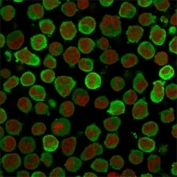 Immunofluorescent staining of PFA-fixed human K562 cells with Calponin antibody (green, clone CALP) and Reddot nuclear stain (red).