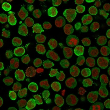 Immunofluorescent staining of PFA-fixed human K562 cells with Calponin antibody (clone SPM169, green) and Reddot nuclear stain (red).~