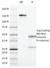 SDS-PAGE Analysis of Purified, BSA-Free CD55 Antibody (clone F4-29D9). Confirmation of Integrity and Purity of the Antibody.