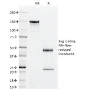 SDS-PAGE analysis of purified, BSA-free CD55 antibody (clone 143-30) as confirmation of integrity and purity.