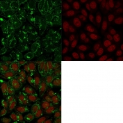 Immunofluorescent staining of PFA-fixed human HeLa cells with CD55 antibody (clone 143-30, green) and Reddot nuclear stain (red).