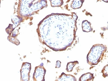 IHC: Formalin-fixed, paraffin-embedded human placenta stained with EGFR antibody (clone GFR1195).~
