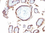IHC: Formalin-fixed, paraffin-embedded human placenta stained with EGFR antibody (clone GFR1195).
