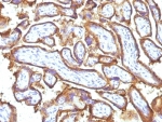 IHC: Formalin-fixed, paraffin-embedded human placenta stained with EGFR antibody (31G7 + GFR1195).