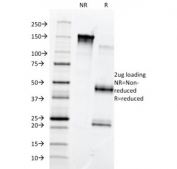 SDS-PAGE analysis of purified, BSA-free Fibronectin antibody (clone 568) as confirmation of integrity and purity.