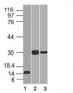 Western blot of 1) partial recombinant protein, 2) Panc-28 and 3) PANC1 cell lysate using CELA3B antibody (CELA3B/1218). Predicted molecular weight ~29 kDa.~