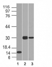 Western blot of 1) partial recombinant protein, 2) Panc-28 and 3) PANC1 cell lysate using CELA3B antibody (CELA3B/1218). Predicted molecular weight ~29 kDa.