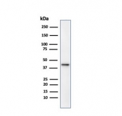 Western blot testing of human kidney lysate with p504S antibody. Predicted molecular weight ~43 kDa.