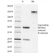 SDS-PAGE Analysis of Purified, BSA-Free TRIM29 Antibody (clone TRIM29/1042). Confirmation of Integrity and Purity of the Antibody.