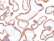 IHC: Formalin-fixed, paraffin-embedded human placenta stained with Placental Alkaline Phosphatase antibody (clone ALP/870).
