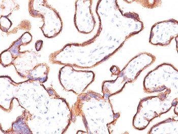 IHC: Formalin-fixed, paraffin-embedded human placenta stained with Placental Alkaline Phosphatase antibody (clone ALP/870).~