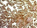 IHC: Formalin-fixed, paraffin-embedded human placenta stained with PLAP antibody (clone SPM593).