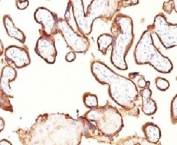 IHC: Formalin-fixed, paraffin-embedded human Placenta stained with placental Alkaline Phosphatase antibody (GM022).