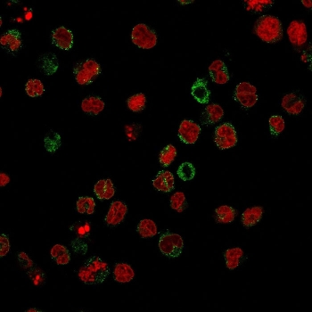 Immunofluorescent staining of human U937 cells with CD15 antibody (clone FR4A5, green) and Reddot nuclear stain (red).~