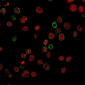 Immunofluorescent staining of human U937 cells with CD15 antibody (clone FR4A5, green) and Reddot nuclear stain (red).