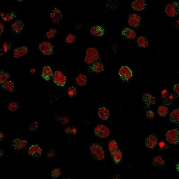 Immunofluorescent staining of human U937 cells with Calponin antibody (clone SPM490, green) and Reddot nuclear stain (red).~