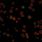 Immunofluorescent staining of human U937 cells with Calponin antibody (clone SPM490, green) and Reddot nuclear stain (red).