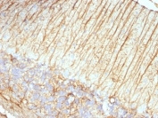 IHC: Formalin-fixed, paraffin-embedded rat cerebellum stained with GFAP antibody (ASTRO/789).