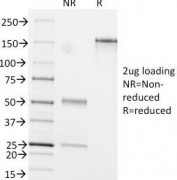 SDS-PAGE Analysis of Purified, BSA-Free GFAP Antibody (clone ASTRO/789). Confirmation of Integrity and Purity of the Antibody.