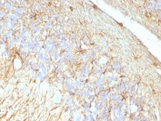IHC: Formalin-fixed, paraffin-embedded rat cerebellum stained with GFAP antibody cocktail (GA-5 + ASTRO/789).
