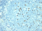 IHC: Formalin-fixed, paraffin-embedded human tonsil stained with anti-CD57 antibody (SPM527).