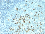 IHC: Formalin-fixed, paraffin-embedded human tonsil stained with CD57 antibody (HNK-1 + NK-1).
