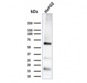 Western blot testing of human HePG2 cell lysate with Glypican-3 antibody (clone 1G12). Expected molecular weight 66-115 kDa depending on glycosylation level.