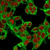 Immunofluorescent staining of methanol-fixed HepG2 cells with Glypican-3 antibody (green, clone 1G12) and Reddot nuclear stain (red).