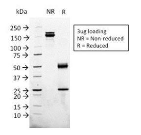 SDS-PAGE analysis of purified, BSA-free Glypican-3 antibody (clone 1G12) as confirmation of integrity and purity.