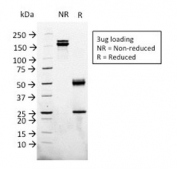 SDS-PAGE analysis of purified, BSA-free Glypican-3 antibody (clone 1G12) as confirmation of integrity and purity.