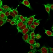 Immunofluorescent staining of methanol-fixed HepG2 cells with Glypican-3 antibody (green, clone SPM595) and Reddot nuclear stain (red).