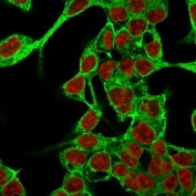 Immunofluorescent staining of methanol-fixed HepG2 cells with Glypican-3 antibody (green, clone GPC3/863) and Reddot nuclear stain (red).