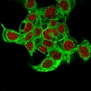 Immunofluorescent staining of methanol-fixed HepG2 cells with Glypican-3 antibody cocktail (green, clone 1G12 + GPC3/863) and Reddot nuclear stain (red).