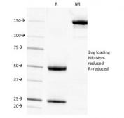 SDS-PAGE analysis of purified, BSA-free AMPD3 antibody (clone AMPD3/901) as confirmation of integrity and purity.