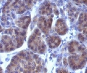 IHC: Formalin-fixed, paraffin-embedded human pancreas stained with Golgi Marker antibody (GLG1/970).