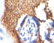IHC-P: Formalin-fixed, paraffin-embedded human placenta stained with Glycophorin A antibody (clone GYPA/280).