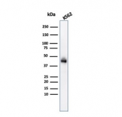 Western blot testing of human K562 cell lysate with Glycophorin A antibody (clone GYPA/280). Expected molecular weight: routinely observed at ~16/38 kDa.