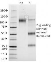 SDS-PAGE analysis of purified, BSA-free Glycophorin A antibody (clone GYPA/280) as confirmation of integrity and purity.