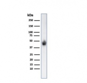 Western blot testing of human K562 cell lysate with anti-Glycophorin A antibody. Expected molecular weight: ~19 kDa (glycosylated monomer), ~38 kDa (glycosylated dimer).