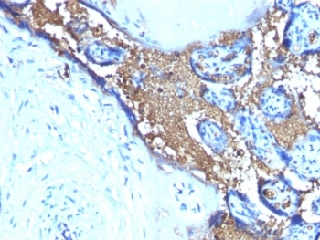 IHC testing of FFPE human placenta stained with anti-Glycophorin A antibody (clone SPM599). Required HIER: boil tissue sections in pH 9 10mM Tris with 1mM EDTA for 10-20 min.~