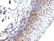 IHC: Formalin-fixed, paraffin-embedded human tonsil stained with anti-Histone H1 antibody (clone SPM256).