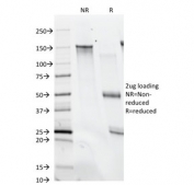 SDS-PAGE analysis of purified, BSA-free anti-Histone H1 antibody (clone SPM256) as confirmation of integrity and purity.