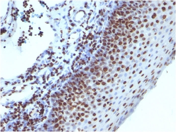 IHC: Formalin-fixed, paraffin-embedded human tonsil stained with Histone antibody (1415-1)