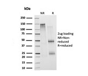 SDS-PAGE analysis of purified, BSA-free Histone antibody (clone 1415-1) as confirmation of integrity and purity.