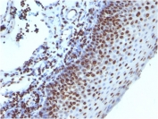 IHC: Formalin-fixed, paraffin-embedded human tonsil stained with Histone antibody (clone 1415-1).
